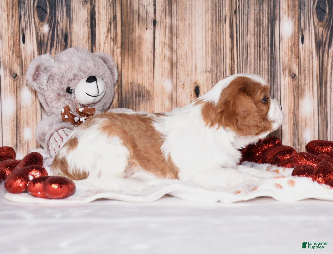 Cavalier King Charles Spaniel dogs for sale: Alfi - Ad 3