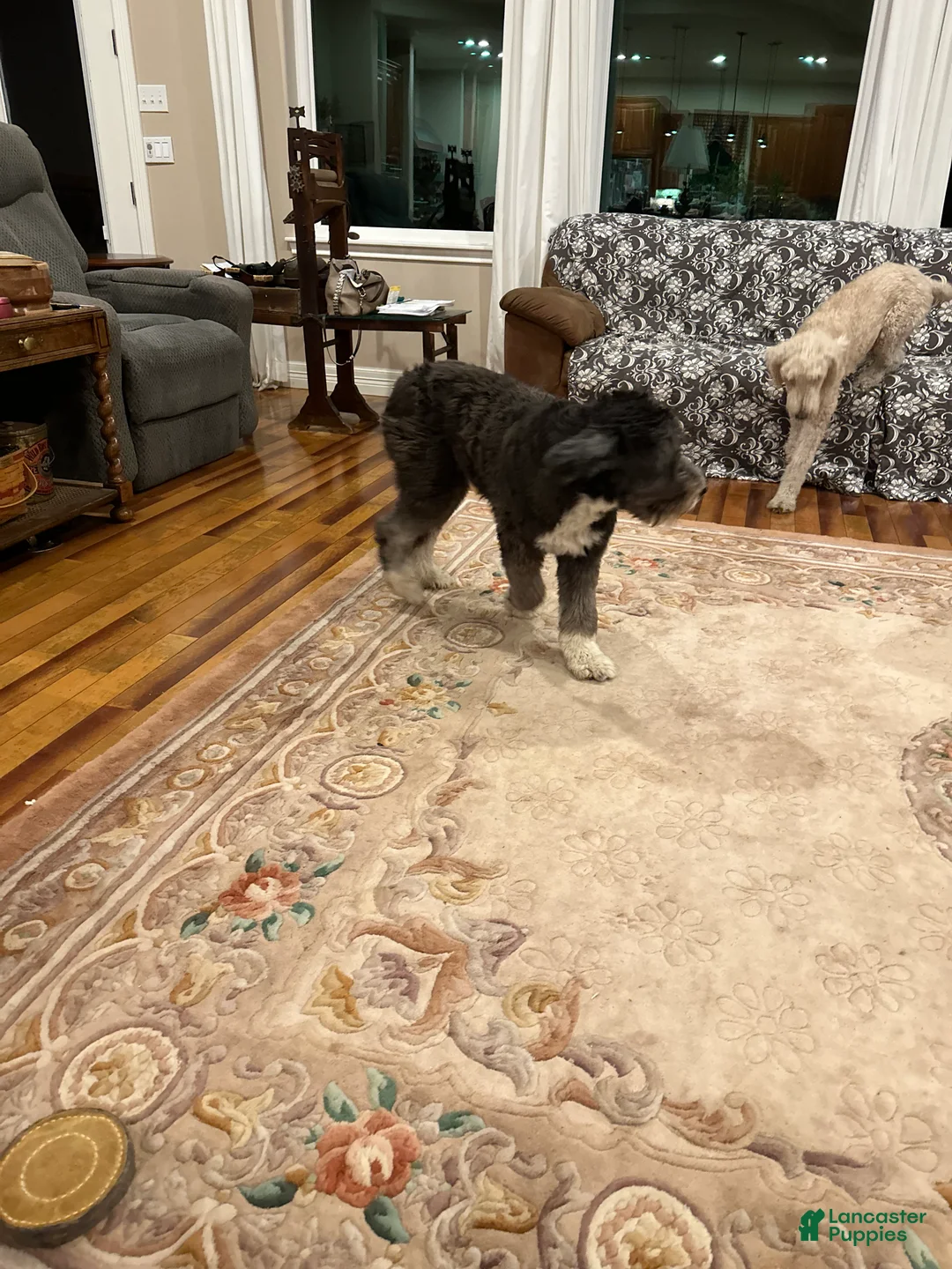 Mixed Breed dogs for sale: Female # 5 English  Shepherd Doodle  - Ad 20