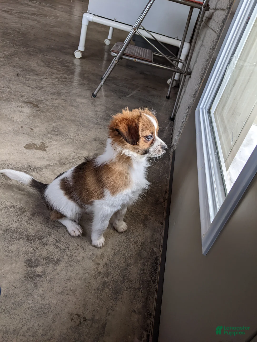 Papillon dogs for sale: Champ - Ad 3
