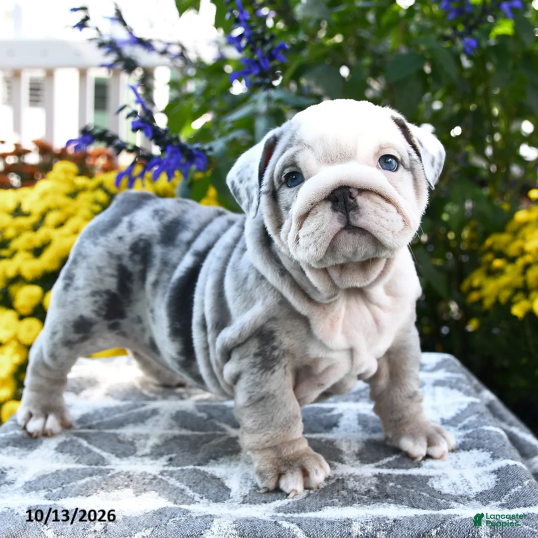 English Bulldog dogs for sale: Tamarisk - Ad 1