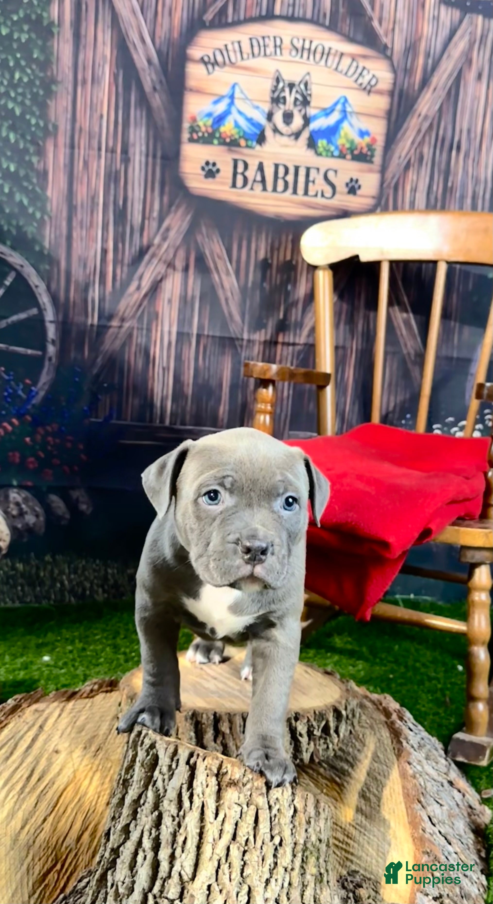 American Bully dogs American Bully 3 - Ad 2