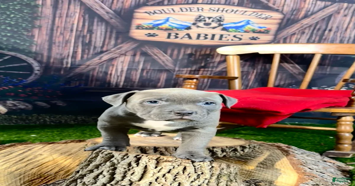 Blue merle American Bully Puppies for sale | Lancaster Puppies