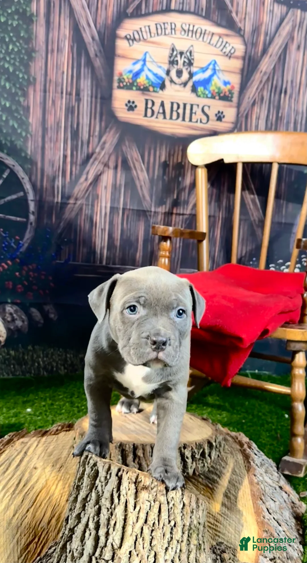 American Bully dogs for sale: American Bully 3 - Ad 2