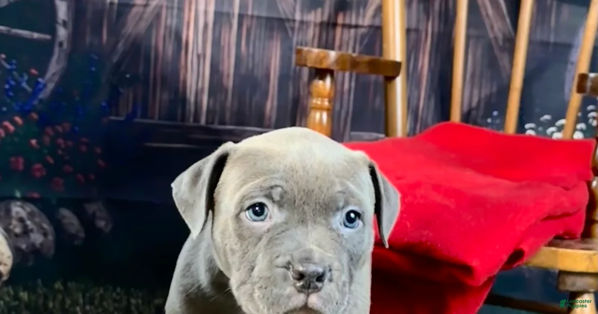 Blue merle American Bully Puppies for sale | Lancaster Puppies