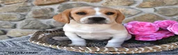 Mixed Breed dogs for sale: Lilac - Ad 4
