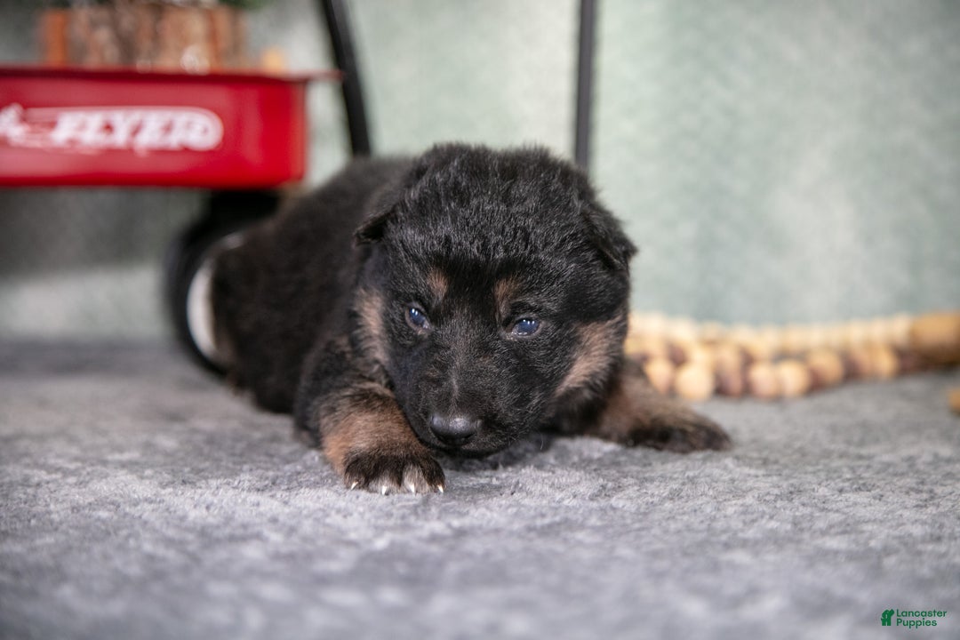 German Shepherd dogs for sale: Luka - Ad 3