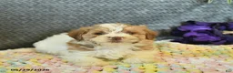 Maltipoo dogs for sale: Lucy  - Ad 3
