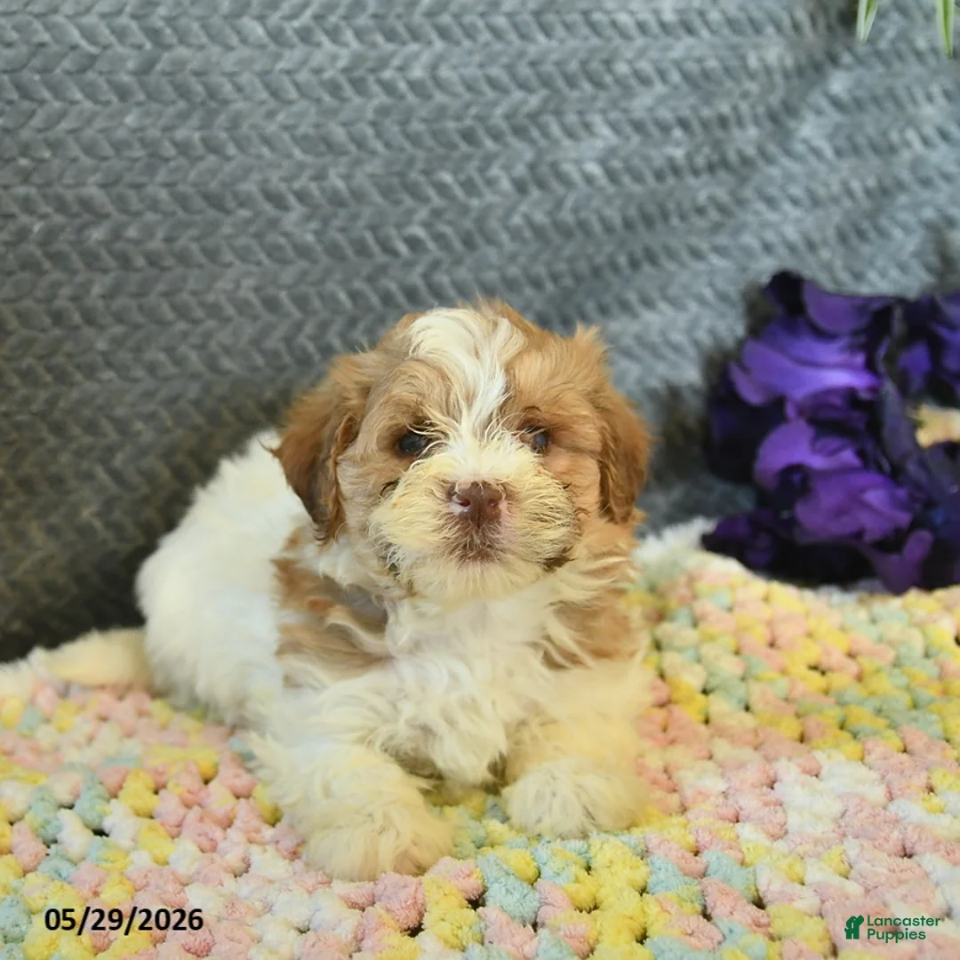Maltipoo dogs for sale: Lucy  - Ad 3