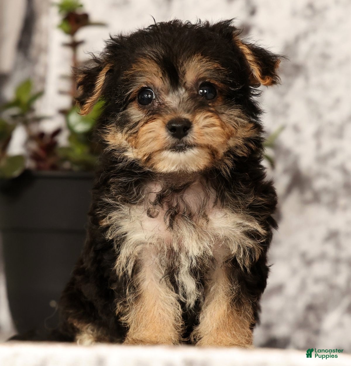 Yochon dogs Violet - Ad 1