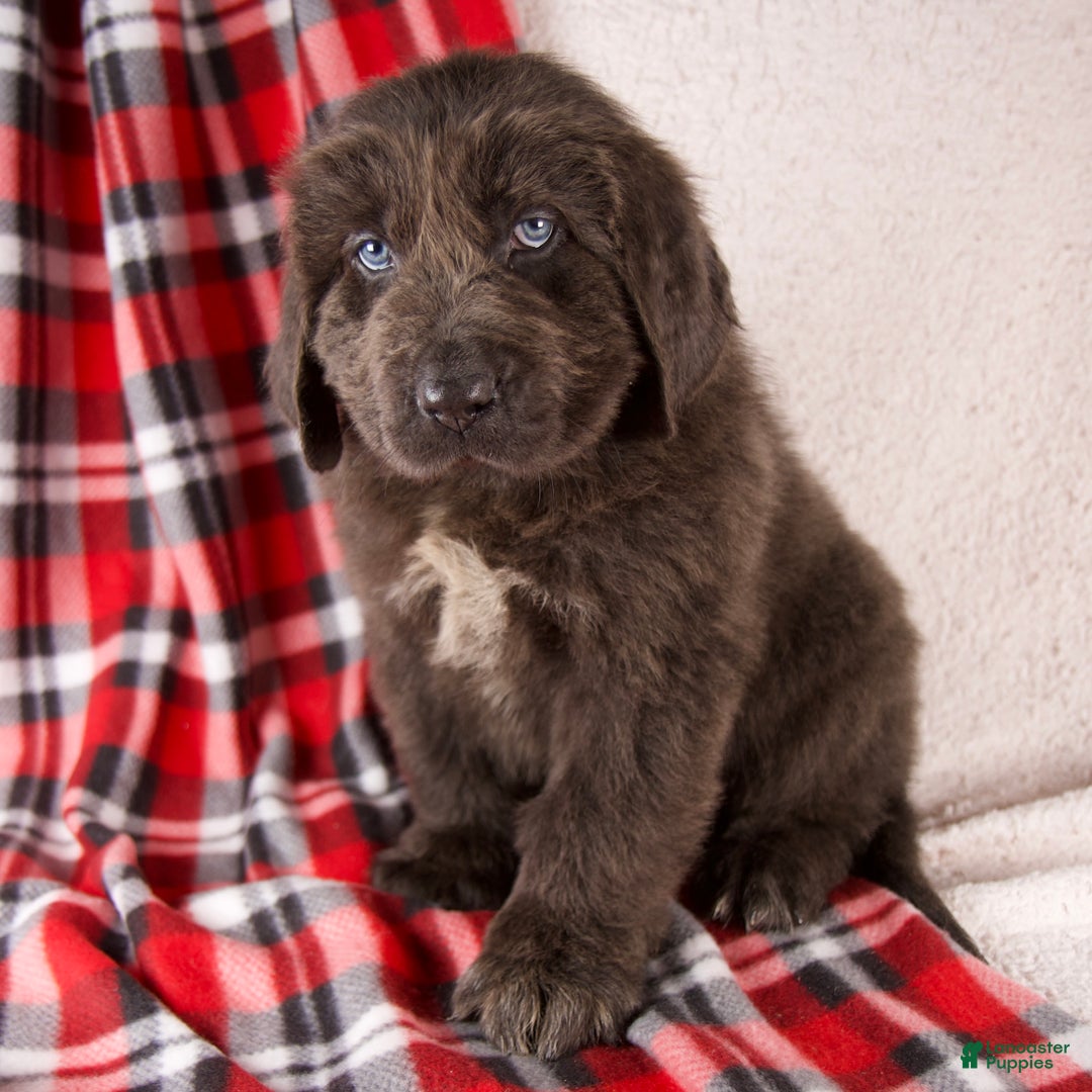 Newfoundland dogs for sale: Harley - Ad 5