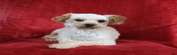 Maltipoo dogs for sale: Nichole - Ad 7