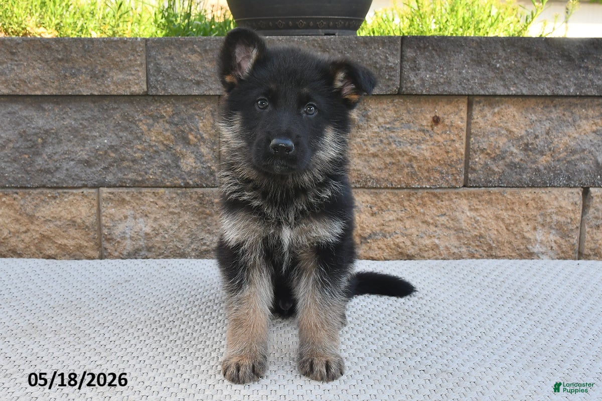 German Shepherd dogs Victor - Ad 2