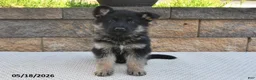 German Shepherd dogs for sale: Victor - Ad 2