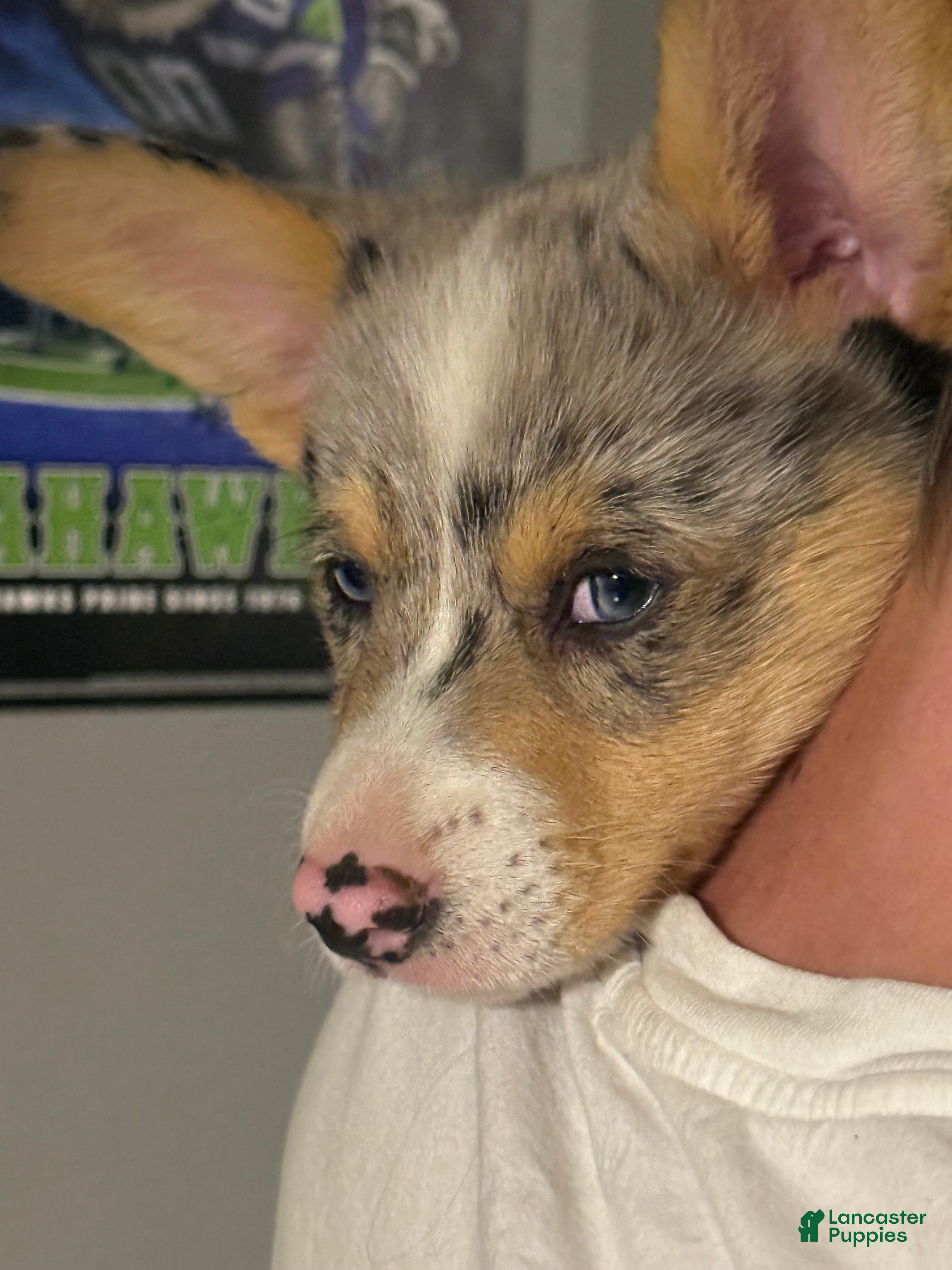 Welsh Corgi Pembroke dogs Welsh Corgi Pembroke 1 - Ad 2