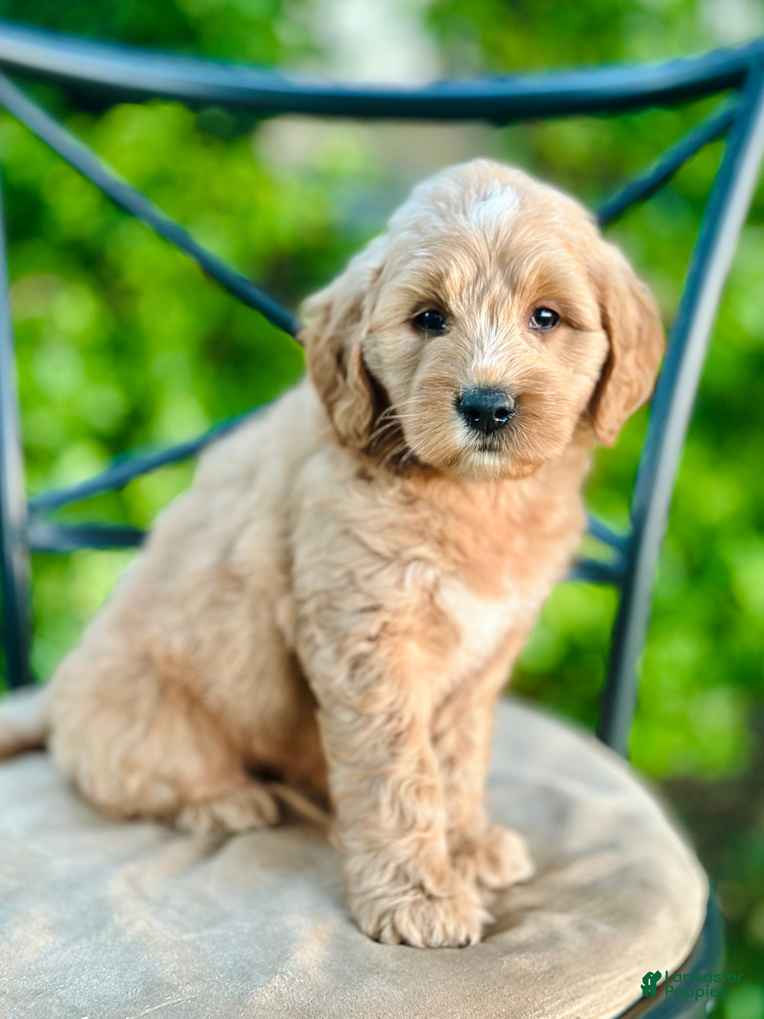 Mini Goldendoodle dogs Percy - Ad 2