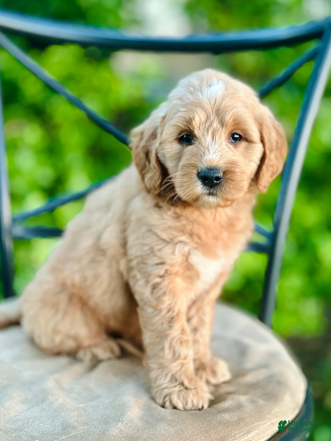 Mini Goldendoodle dogs for sale: Percy - Ad 2