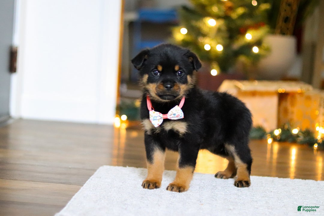 Rottweiler dogs for sale: Raven - Ad 2