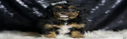 Mini Goldendoodle dogs for sale: Beau - Ad 5