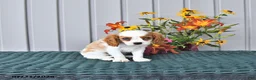 Cavalier King Charles Spaniel dogs for sale: Winston - Ad 2