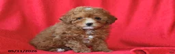Toy Poodle dogs for sale: Rosie - Ad 1