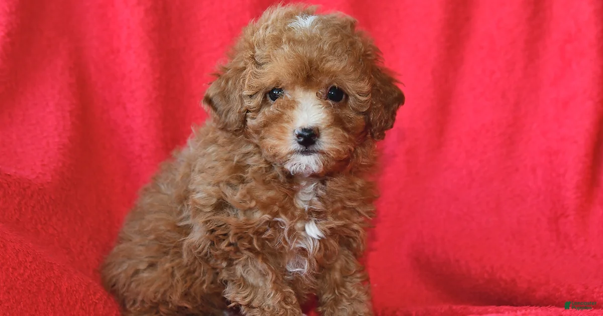 Toy Poodle Puppies for sale in Marion, Ohio | Lancaster Puppies Toy Poodle Puppies for sale in Marion, Ohio | Lancaster Puppies