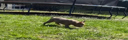 French Bulldog dogs for sale: French Bulldog Puppy 1 - Ad 6