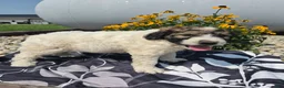 Mixed Breed dogs for sale: Conner - Ad 10