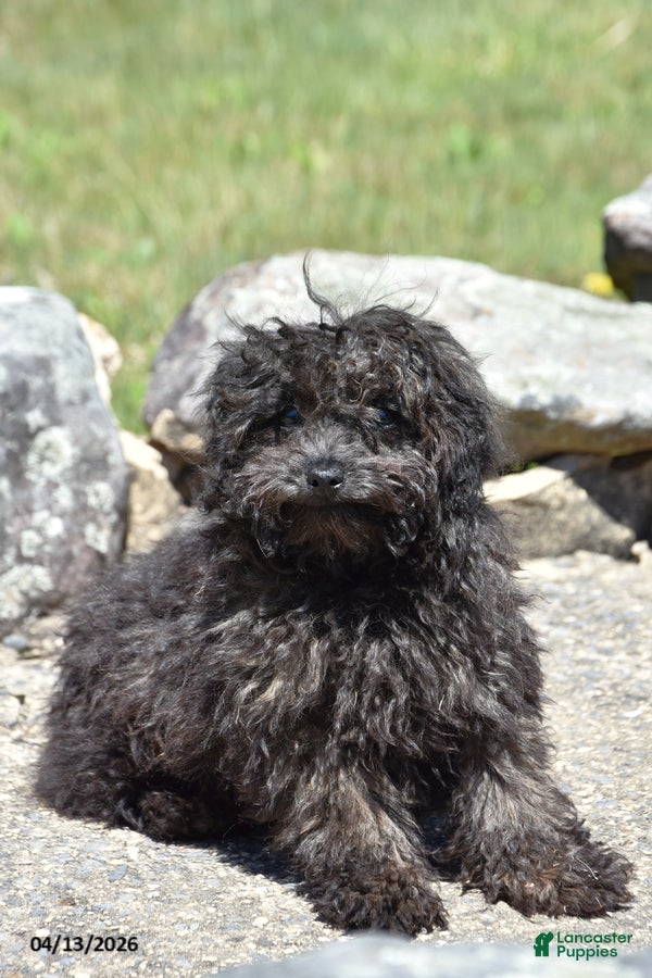 Toy Poodle dogs Shaggy - Ad 2