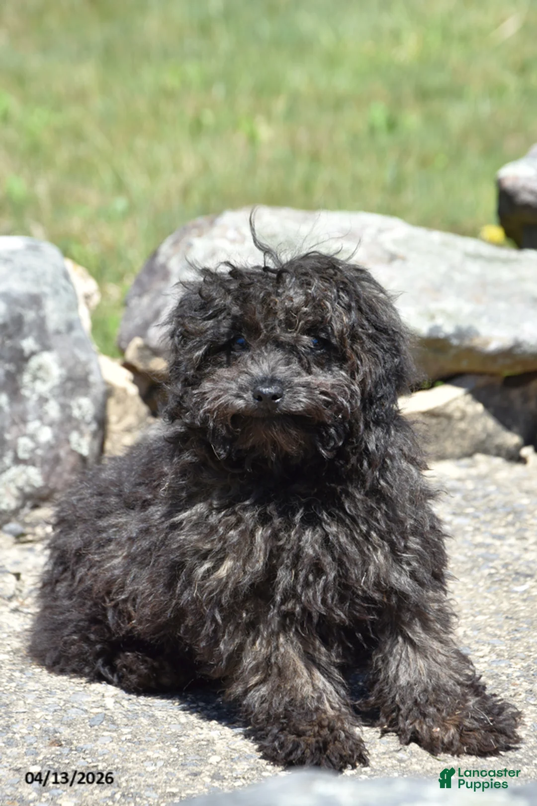 Toy Poodle dogs for sale: Shaggy - Ad 2