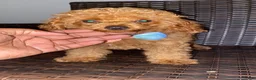 Toy Poodle dogs for sale: Toy Poodle 3 - Ad 3