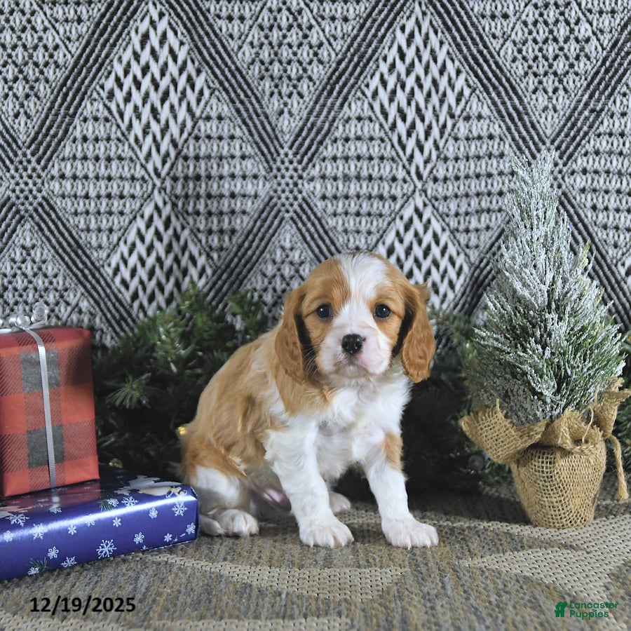 Cavalier King Charles Spaniel dogs Archie - Ad 17