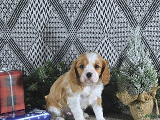 Cavalier King Charles Spaniel dogs Archie - Ad 17