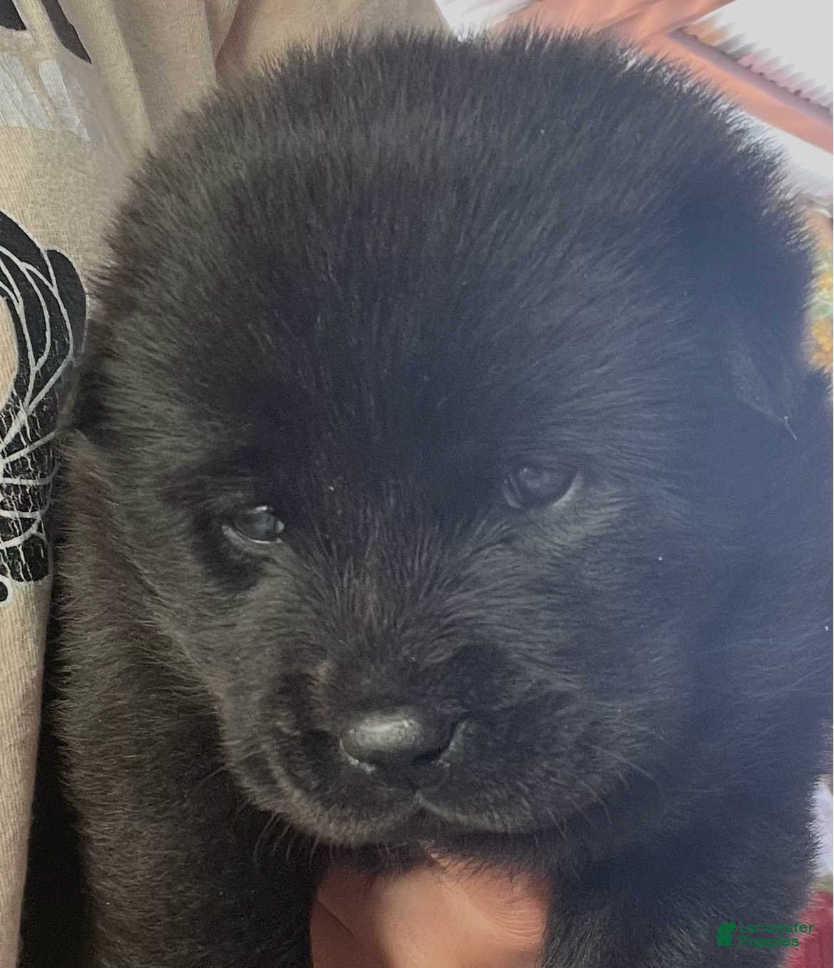 Mixed Breed dogs Chowsky girl 3 - Ad 1