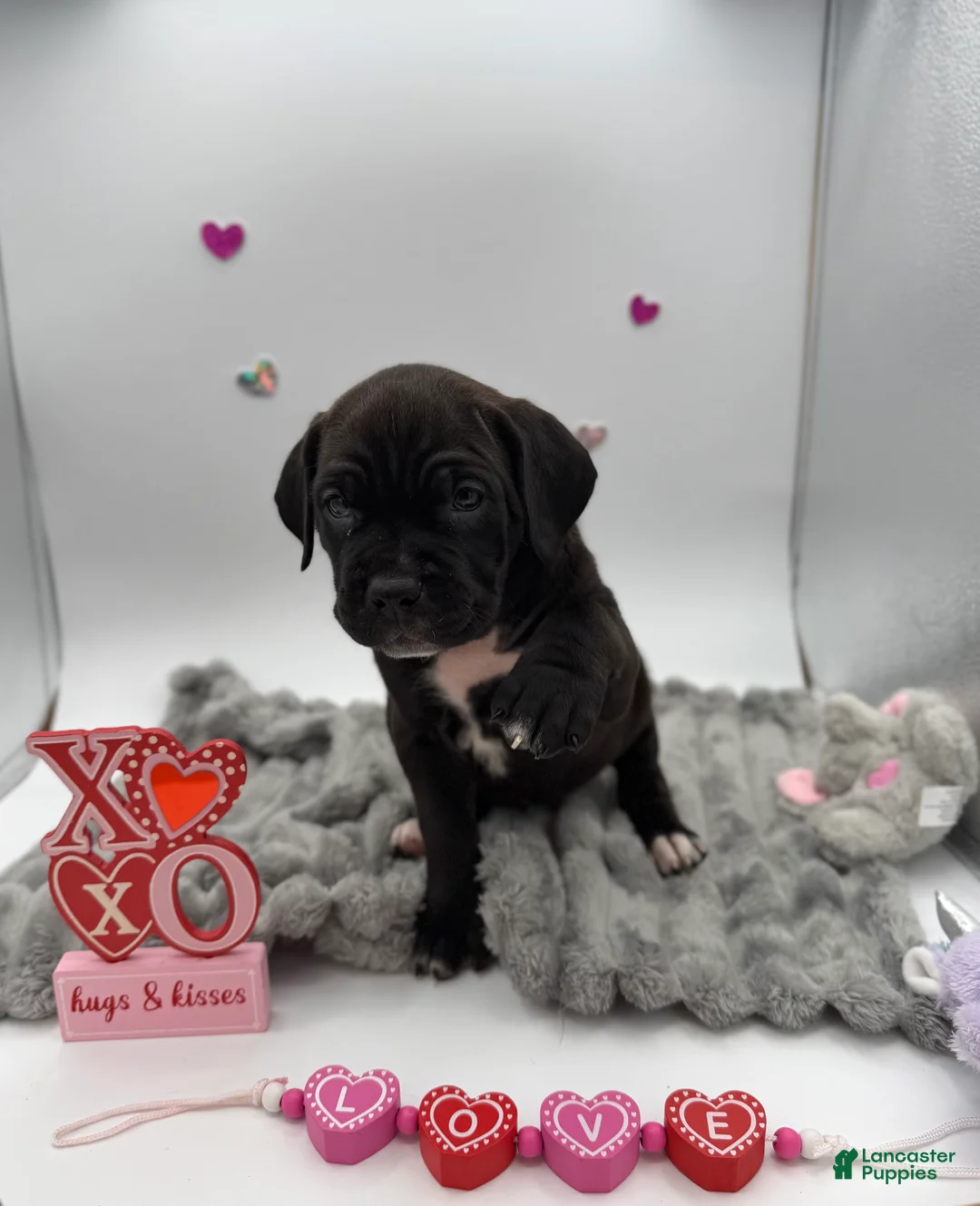 Cane Corso dogs for sale: Cane Corso Puppy 10 - Ad 8