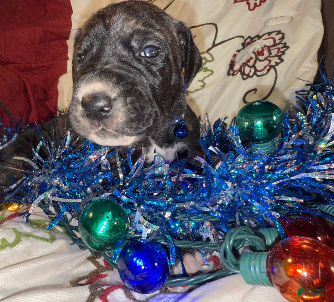 Great Dane dogs for sale: Mylar - Ad 5