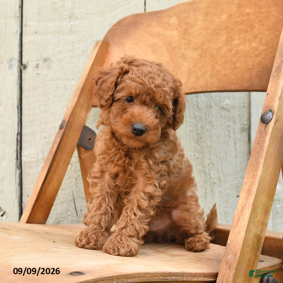 Miniature Poodle dogs for sale: Sully - Ad 1