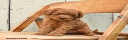 Miniature Poodle dogs for sale: Sully - Ad 1