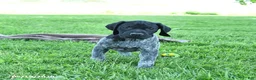 German Shorthaired Pointer dogs for sale: Rascal - Ad 5