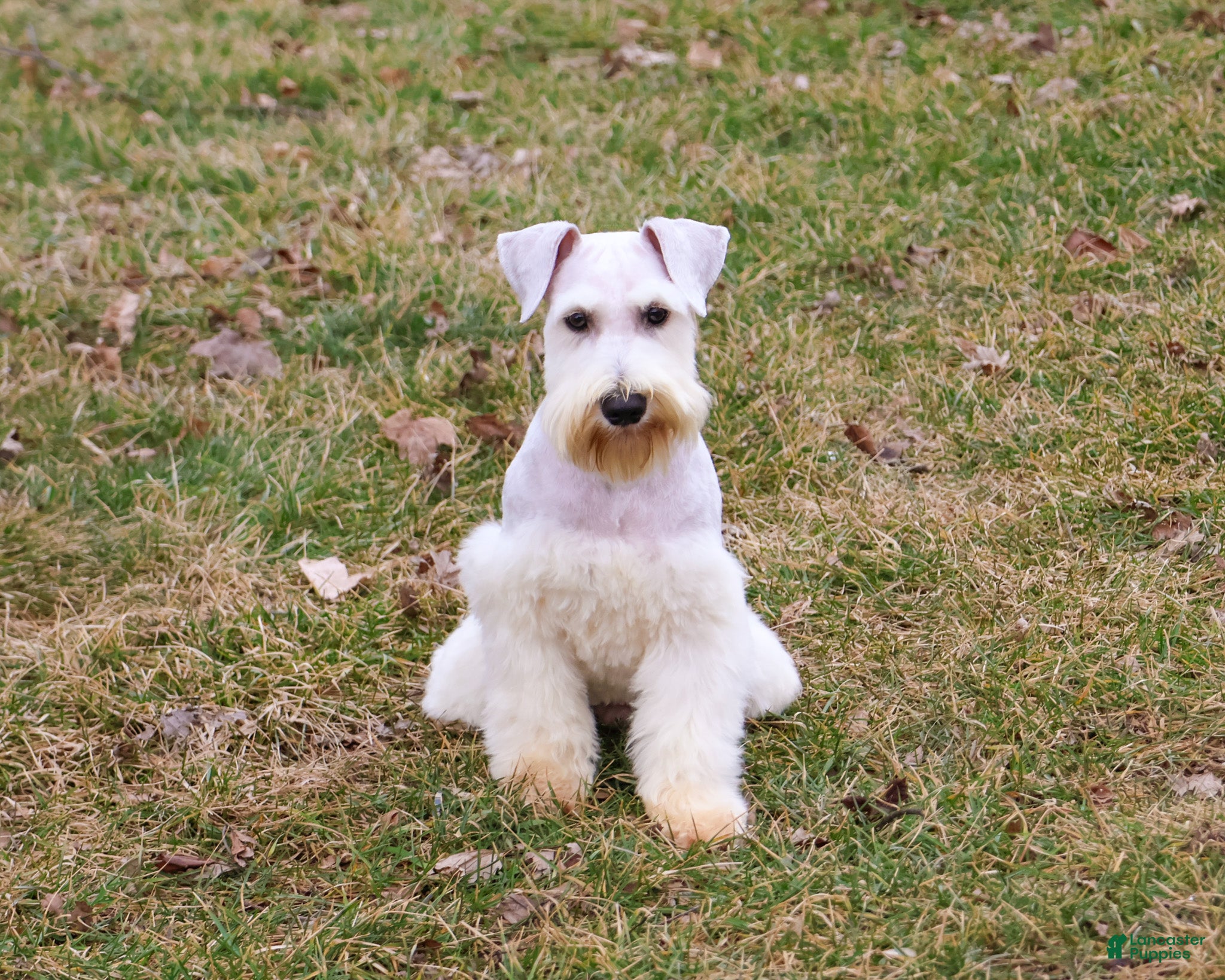 Miniature Schnauzer dogs Alex  - Ad 2