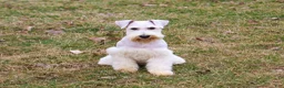 Miniature Schnauzer dogs for sale: Alex  - Ad 2