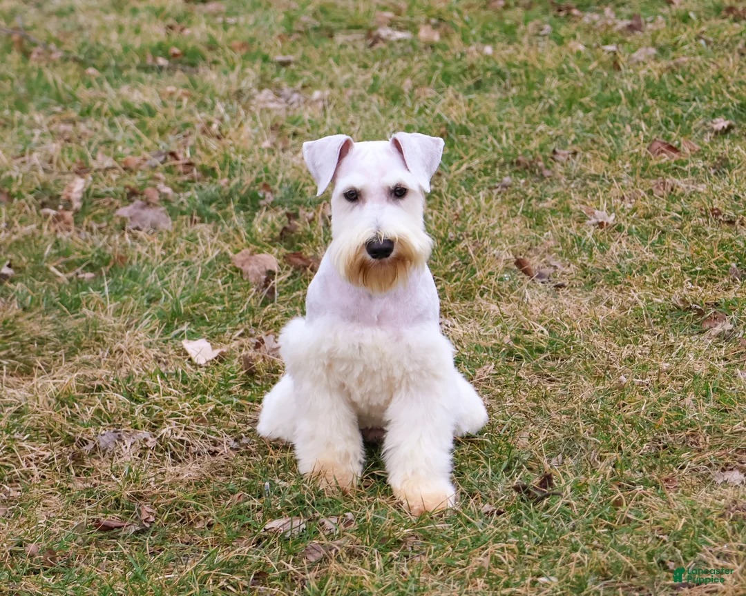 Miniature Schnauzer dogs for sale: Alex  - Ad 2