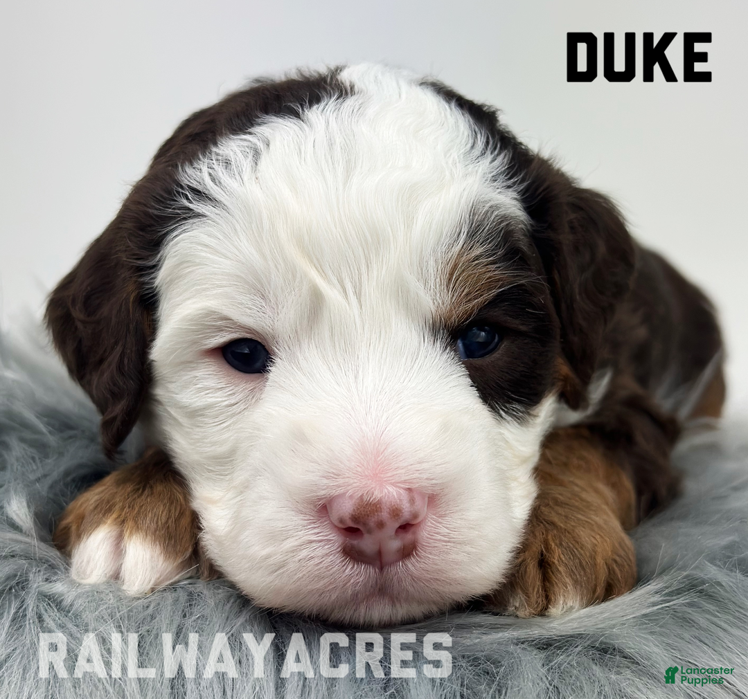 Mixed Breed dogs for sale: Duke - Ad 1