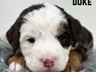 Mixed Breed dogs Duke - Ad 4