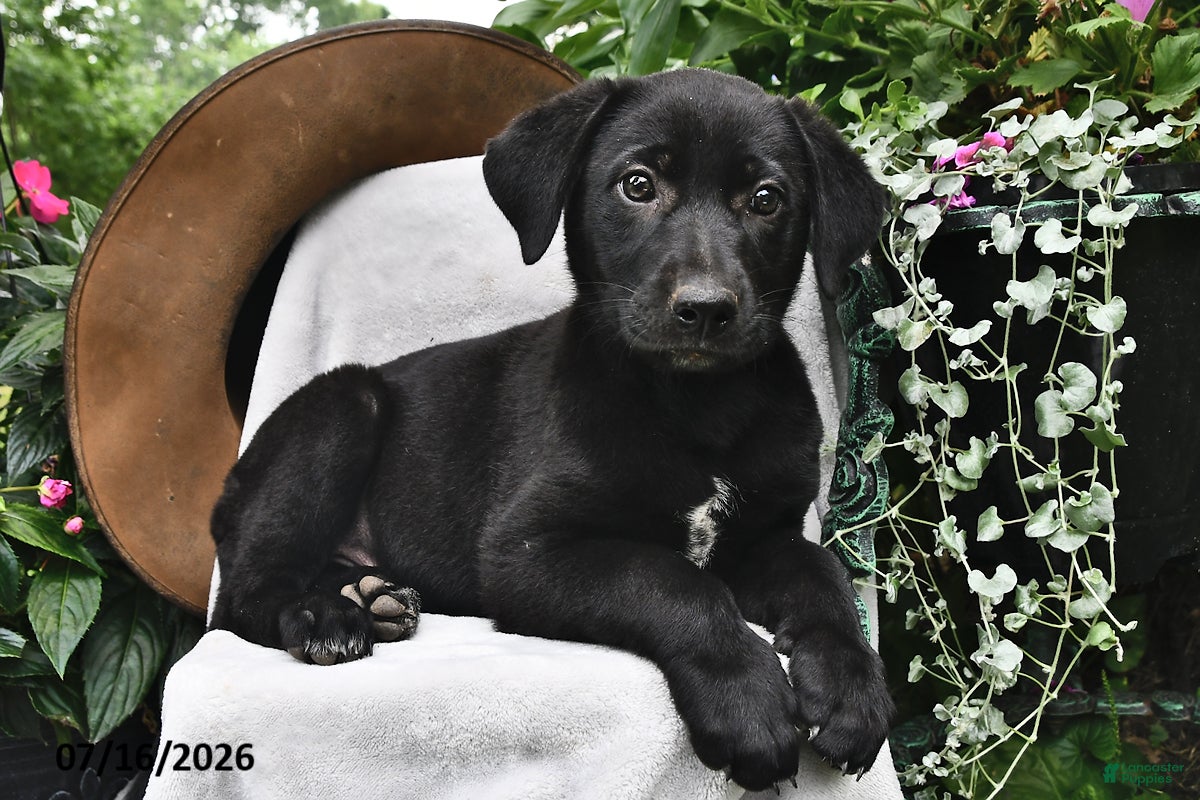 Sheprador dogs Daffodil - Ad 2