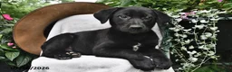 Sheprador dogs for sale: Daffodil - Ad 2