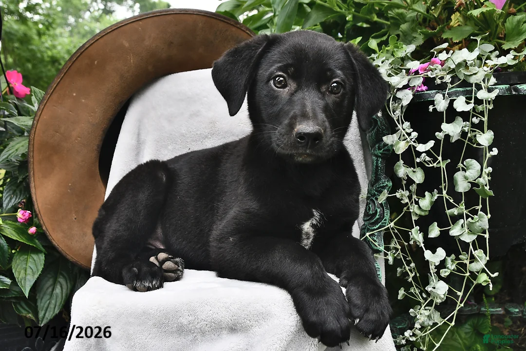 Sheprador dogs for sale: Daffodil - Ad 2