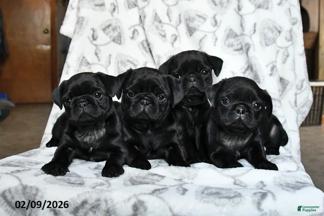 Pug dogs for sale: Romeo - Ad 5