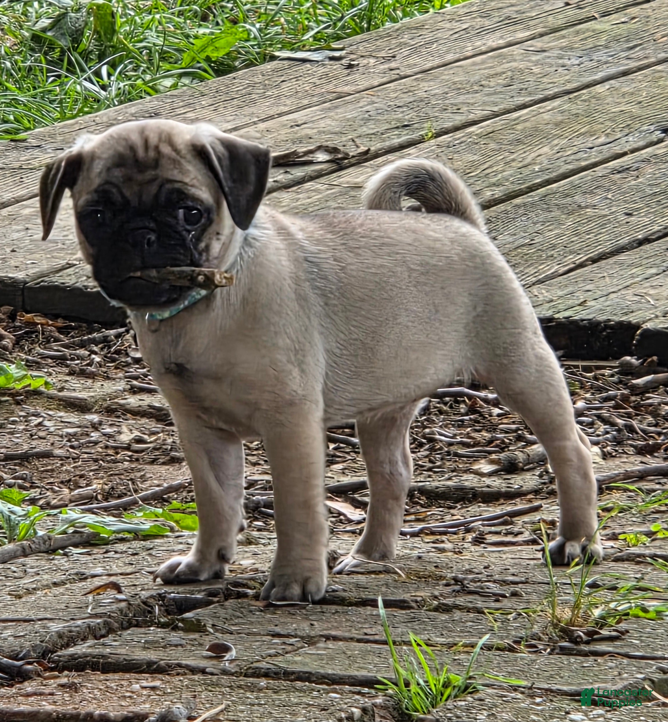 Pug dogs Millie - Ad 2