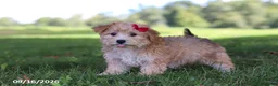 Yochon dogs for sale: Lady - Ad 4