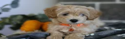 Maltipoo dogs for sale: Mochi - Ad 5